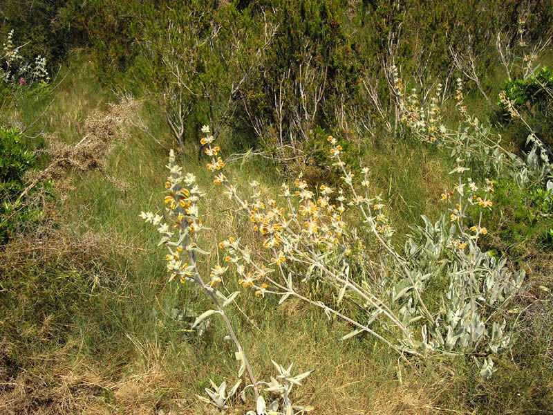 Phlomis crinita photo